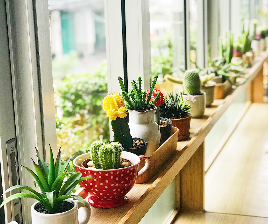 vensterbank met cactusplanten